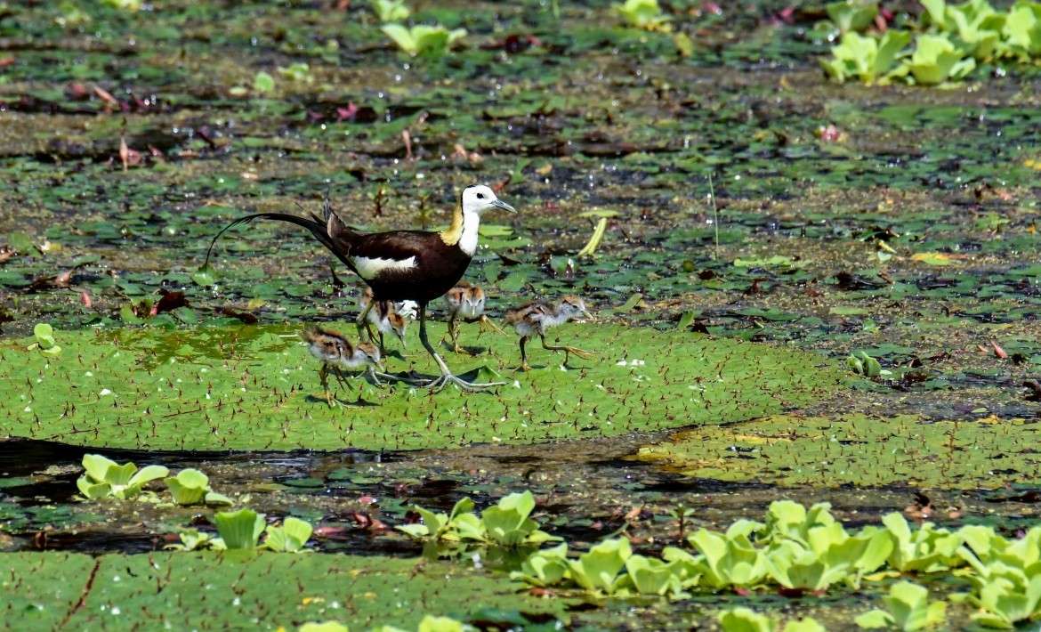 愛護野鳥也愛護人！人與自然環境共好的「水雉經濟學」