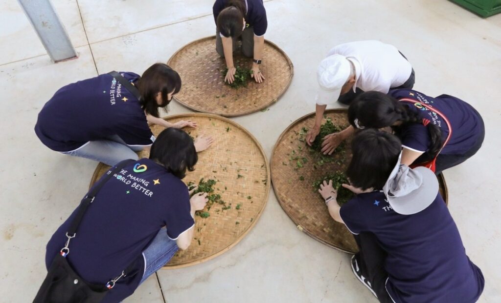 金寶揉茶