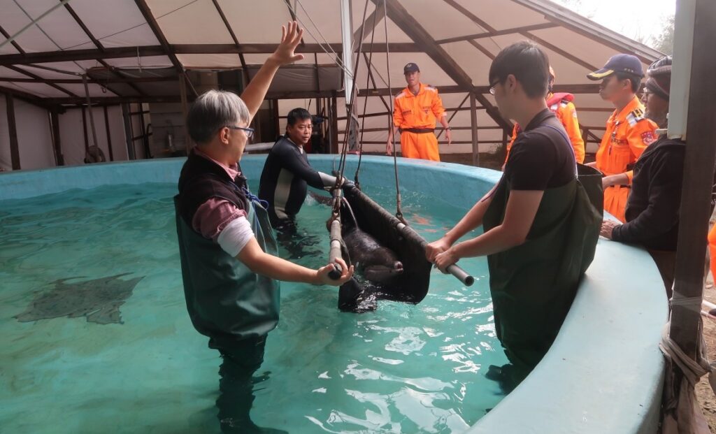 台南黃金海岸活體擱淺的糙齒海豚